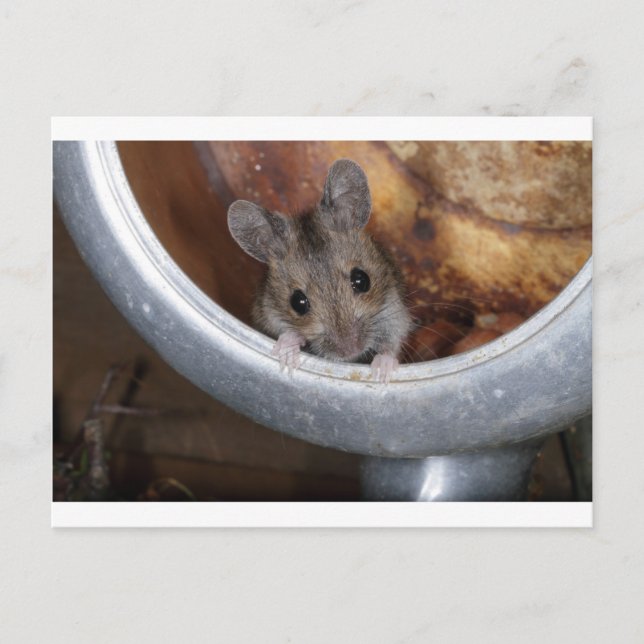 Mouse in a teapot postcard (Front)