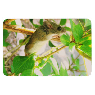 Mouse Magnet