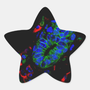Mouse mammary gland star sticker