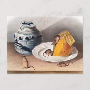 Mouse (Mus-musculus) Illustration Postcard