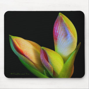 Mouse Pad