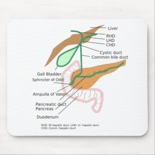 Mouse Pad Biliary System Diagram Chart Liver
