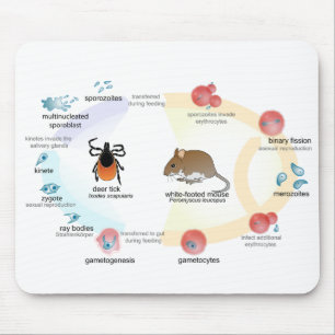Mouse Pad Diagram Babesia microti life cycle
