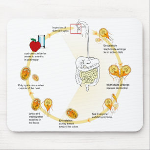 Mouse Pad Diagram Giardia Life Cycle Parasite