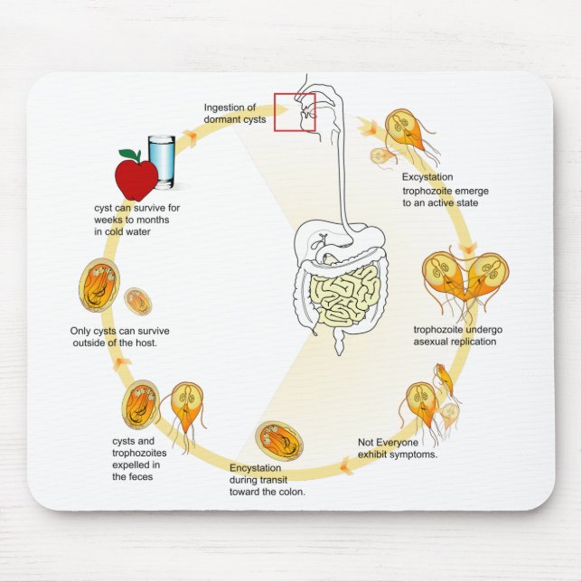 Mouse Pad Diagram Giardia Life Cycle Parasite (Front)