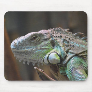 Mouse pad head of colourful Iguana lizard