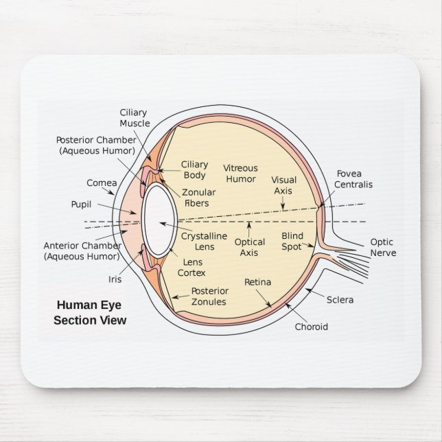 Mouse Pad Human Eye Ball Anatomical Diagram (Front)
