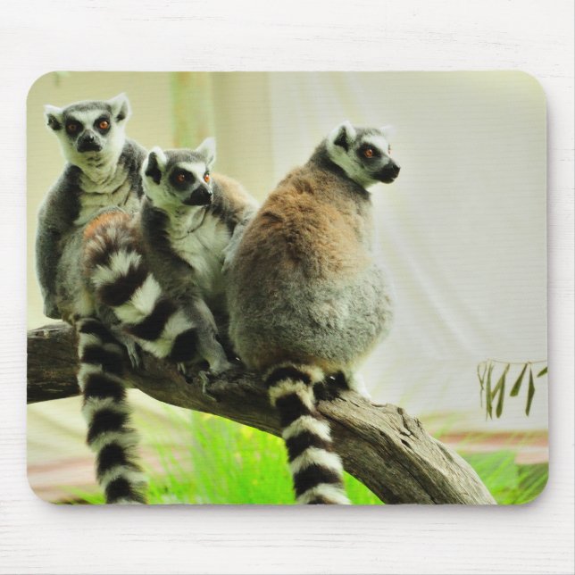 Mouse Pad - Lemur-Ring Tailed (Front)