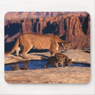 Mouse Pad-Mountain Lion & Cubs Pad