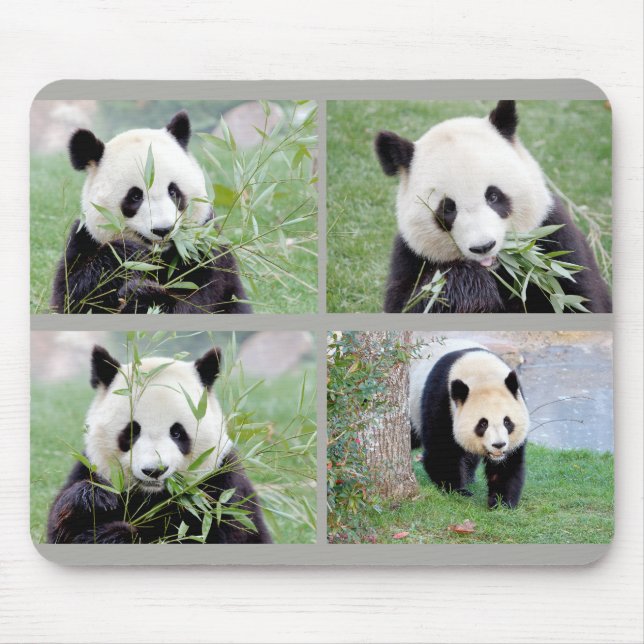 Mouse Pad Photo giant panda , animals 0264. (Front)