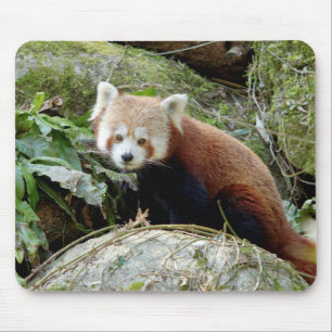 Mouse Pad Photo red panda , animals 0389.