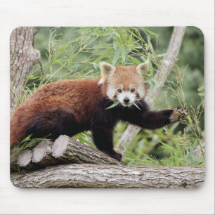Mouse Pad Photo red panda , animals 0390.