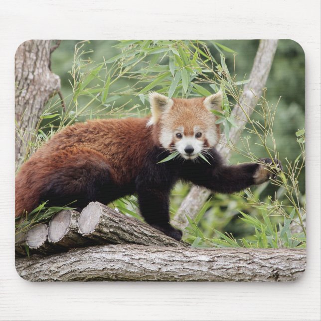 Mouse Pad Photo red panda , animals 0390. (Front)