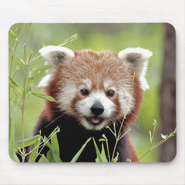 Mouse Pad Photo red panda , animals 0392. (Front)