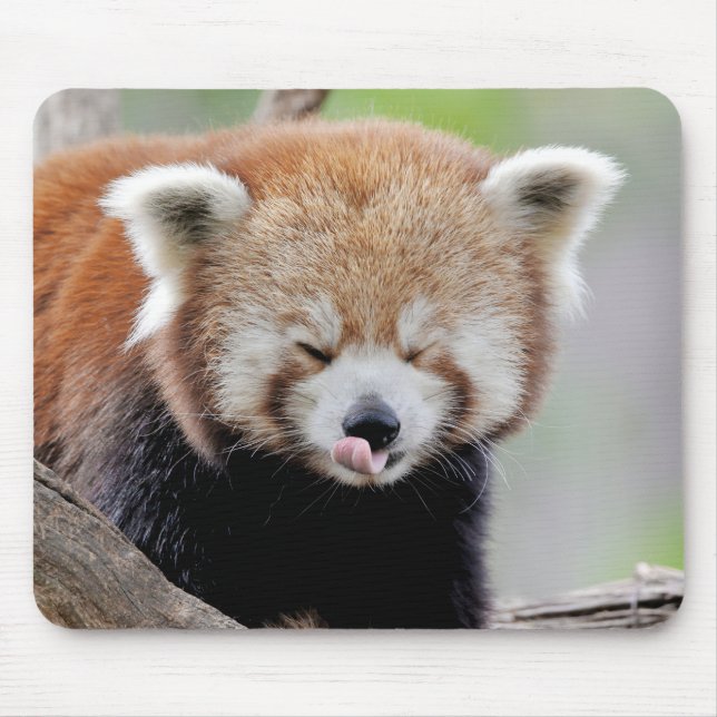 Mouse Pad Photo red panda , animals 0393. (Front)