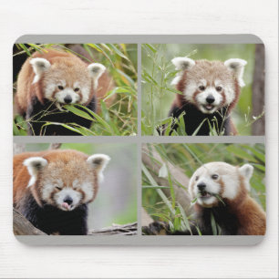 Mouse Pad Photo red panda , animals 0396.