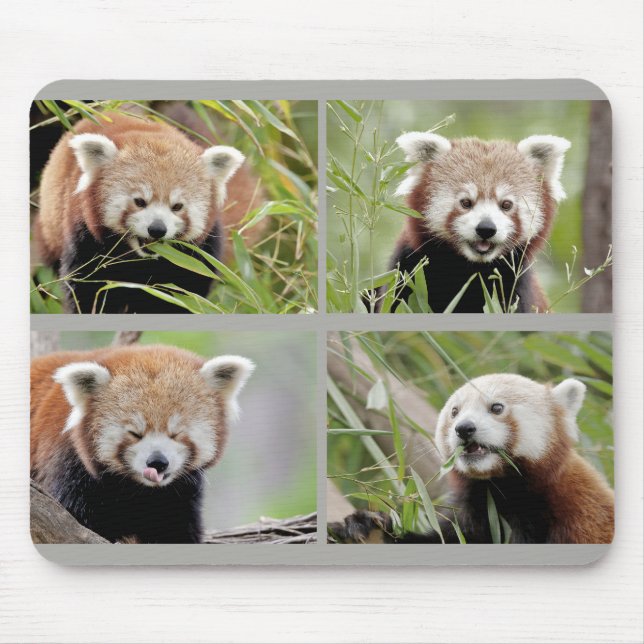 Mouse Pad Photo red panda , animals 0396. (Front)