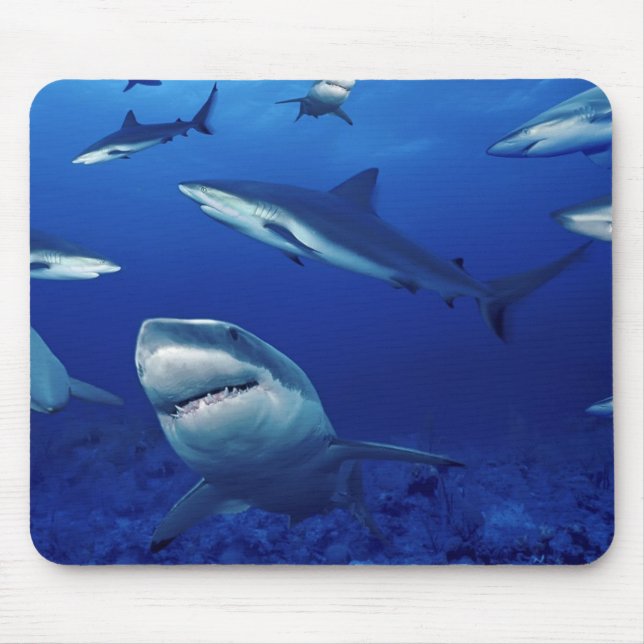 Mouse Pad-Sharks Pad (Front)