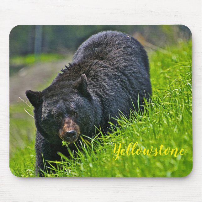 Mouse Pad-Yellowstone Black Bear Pad (Front)