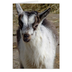 Mouse the Goat