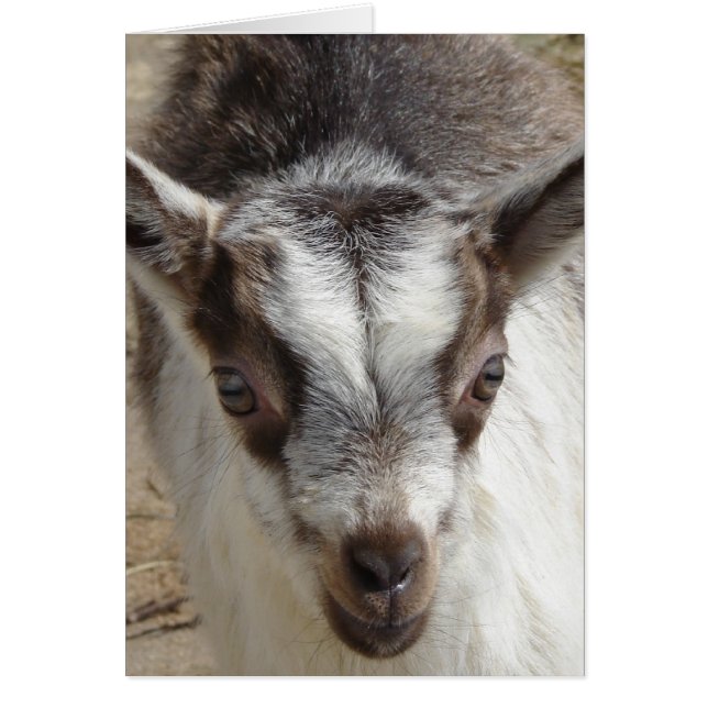 Mouse the Goat (Front)