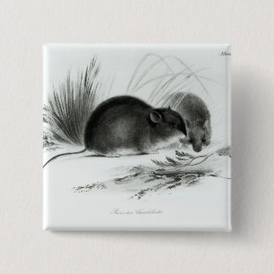 Mouse, Tierra del Fuego, South America c.1832-36 15 Cm Square Badge