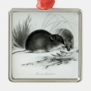 Mouse, Tierra del Fuego, South America c.1832-36 Metal Ornament