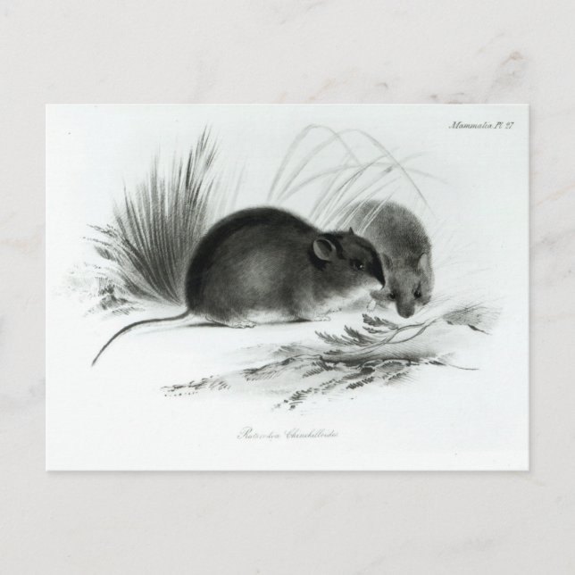 Mouse, Tierra del Fuego, South America c.1832-36 Postcard (Front)