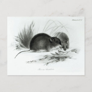 Mouse, Tierra del Fuego, South America c.1832-36 Postcard