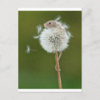 Mouse Wishes