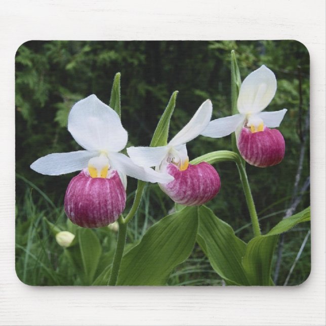 Mousepad-Lady Slipper Orchids Mouse Pad (Front)