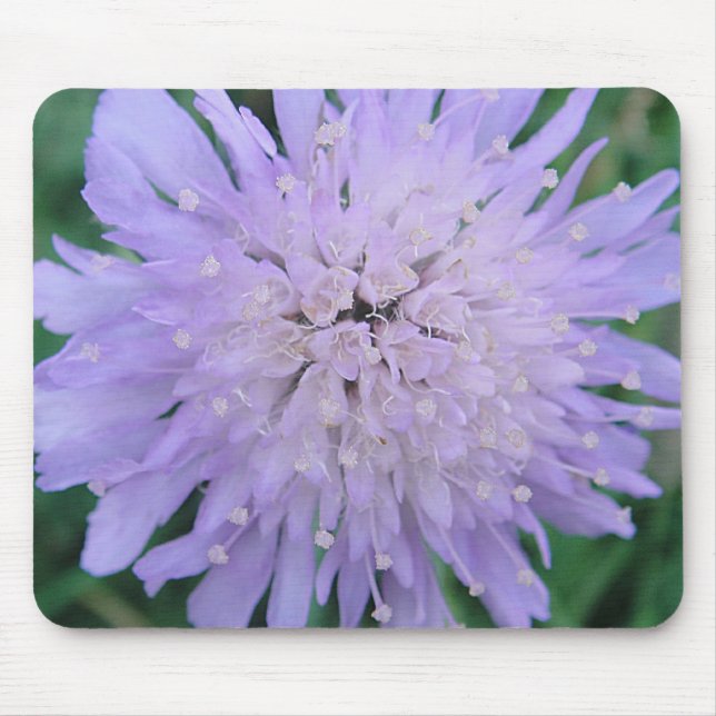 Mousepad lila Scabiosa (Front)