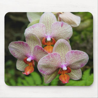 Mousepad - Orchid