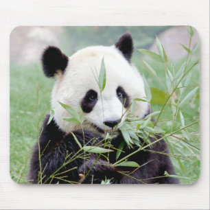 Mousepad. Photo giant panda. Panda geant. Mouse Pad