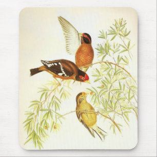 Mousepad Vintage Spectacled Finch Birds