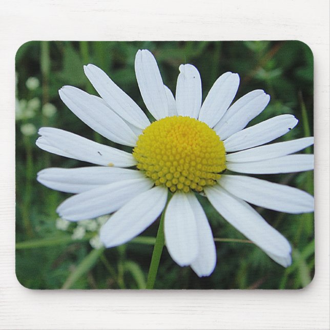 Mousepad weisse Margeritenblüte