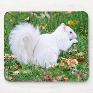 Mousepad - White Squirrel
