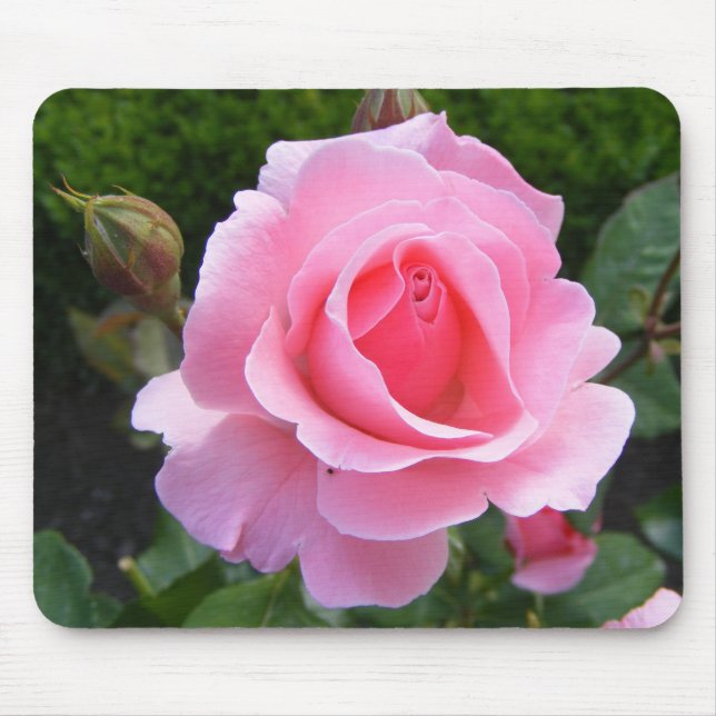 Mousepad with beautiful pink rose (Front)