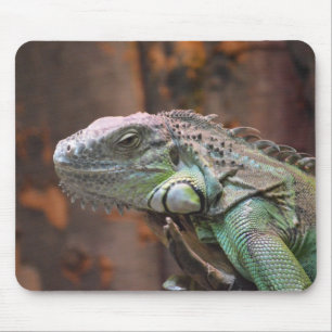 Mousepad  with colourful Iguana lizard