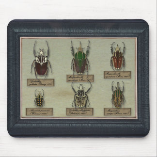 Mousepad with Goliath beetles