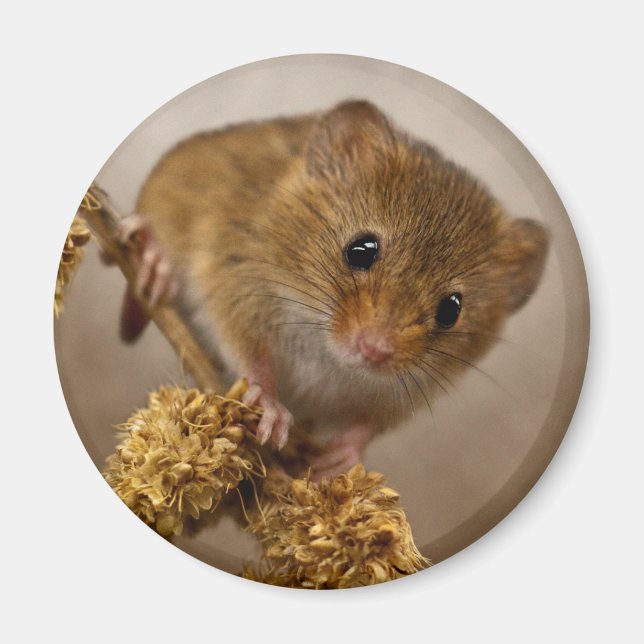 Mousie Magnet (Front)