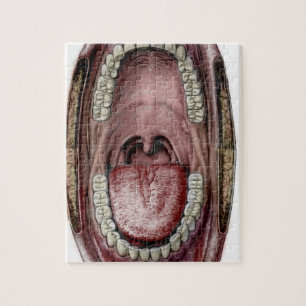 mouth anatomy jigsaw puzzle