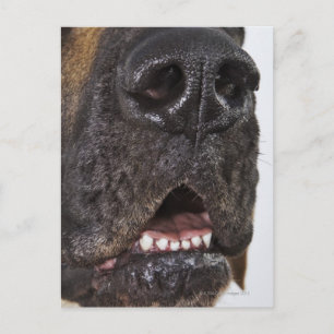 Mouth of Great Dane, close-up Postcard