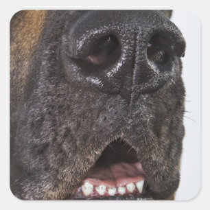 Mouth of Great Dane, close-up Square Sticker