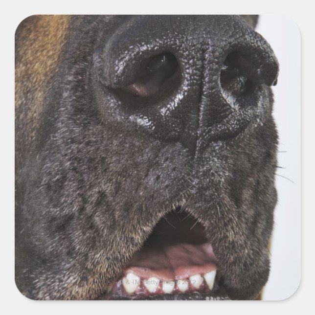 Mouth of Great Dane, close-up Square Sticker (Front)