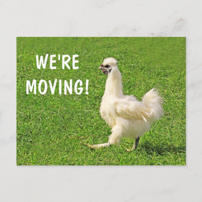Moving Announcement Chicken Postcard (Front)