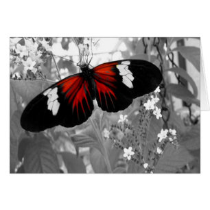 Moving Card, Red Butterfly