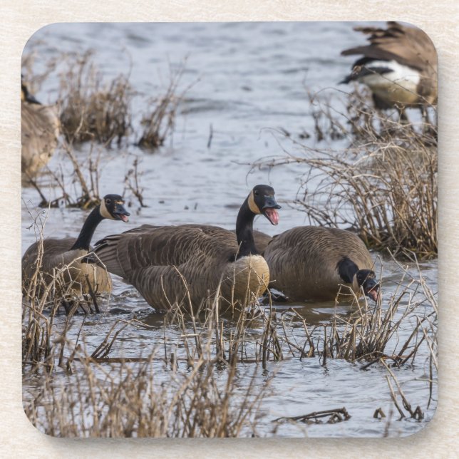 Moving In Coaster (Front)