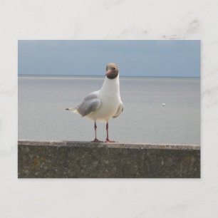 Möwe auf der Mauer an der Nordsee Postcard