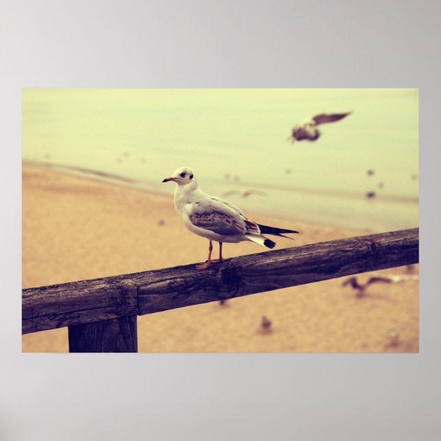 Möwe Ostsee Rügen Poster (Front)